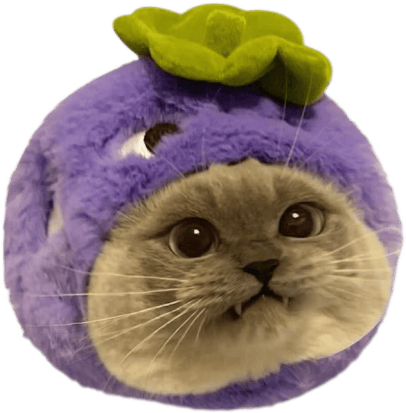 Ảnh sticker mèo cute tròn trĩnh siêu đáng yêu