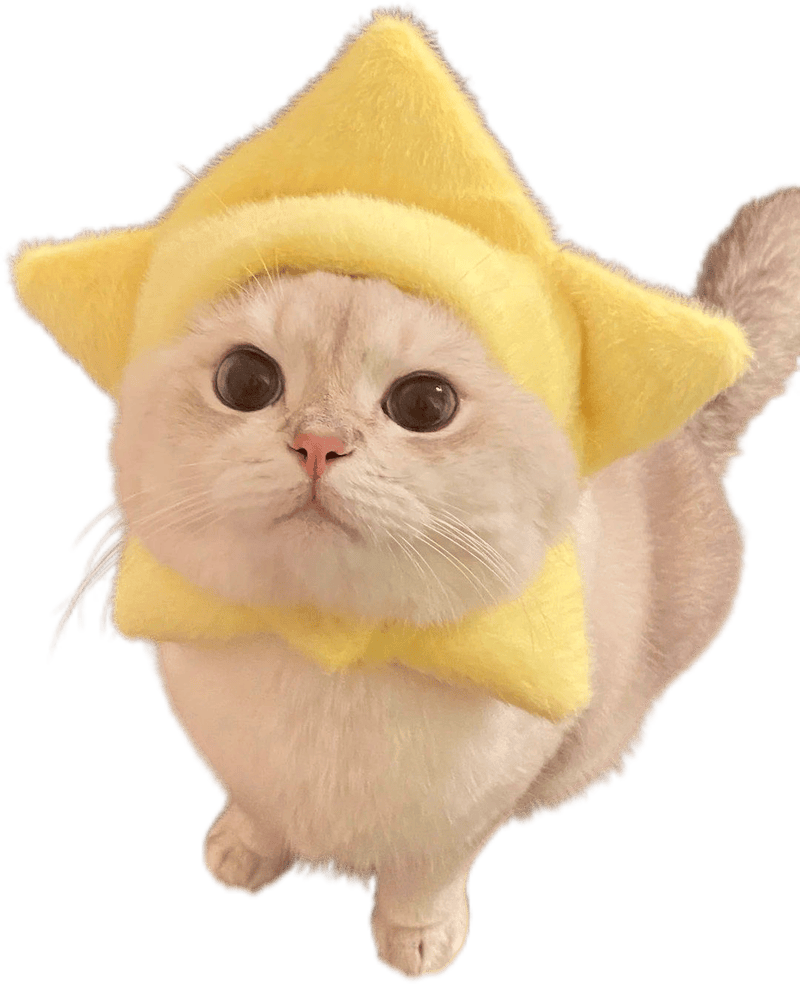 Ảnh sticker mèo dễ thương phong cách hoạt hình