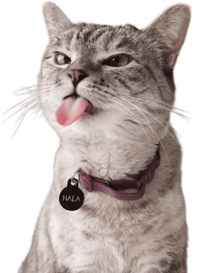 Ảnh sticker mèo hài hước biểu cảm siêu lầy