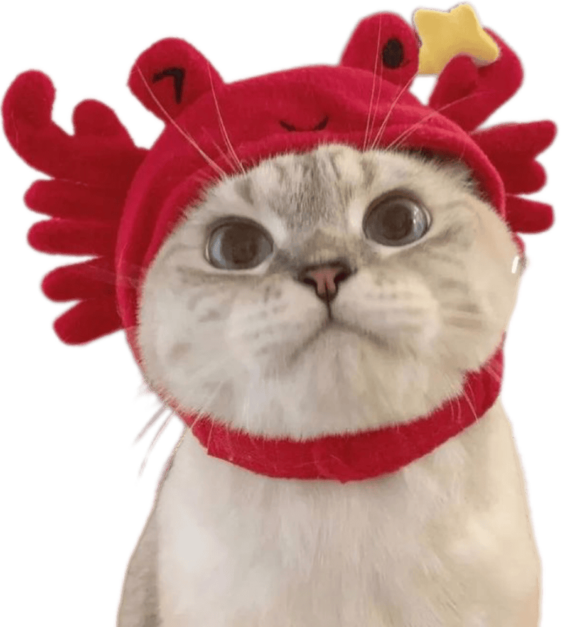 Ảnh sticker mèo ngộ nghĩnh đáng yêu hết nấc