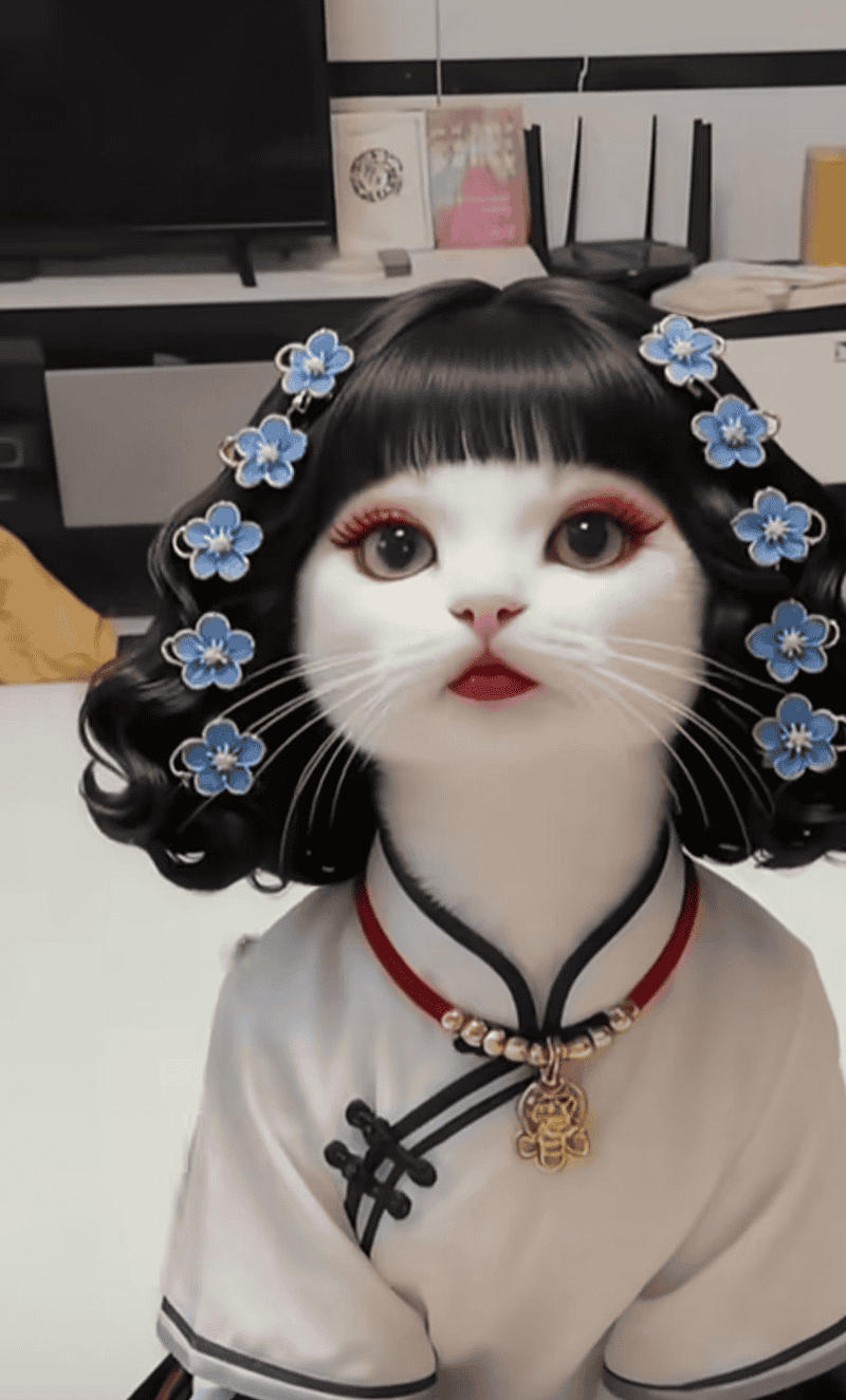 Hình ảnh meme mèo tóc ngắn đúng kiểu hài không cần cố