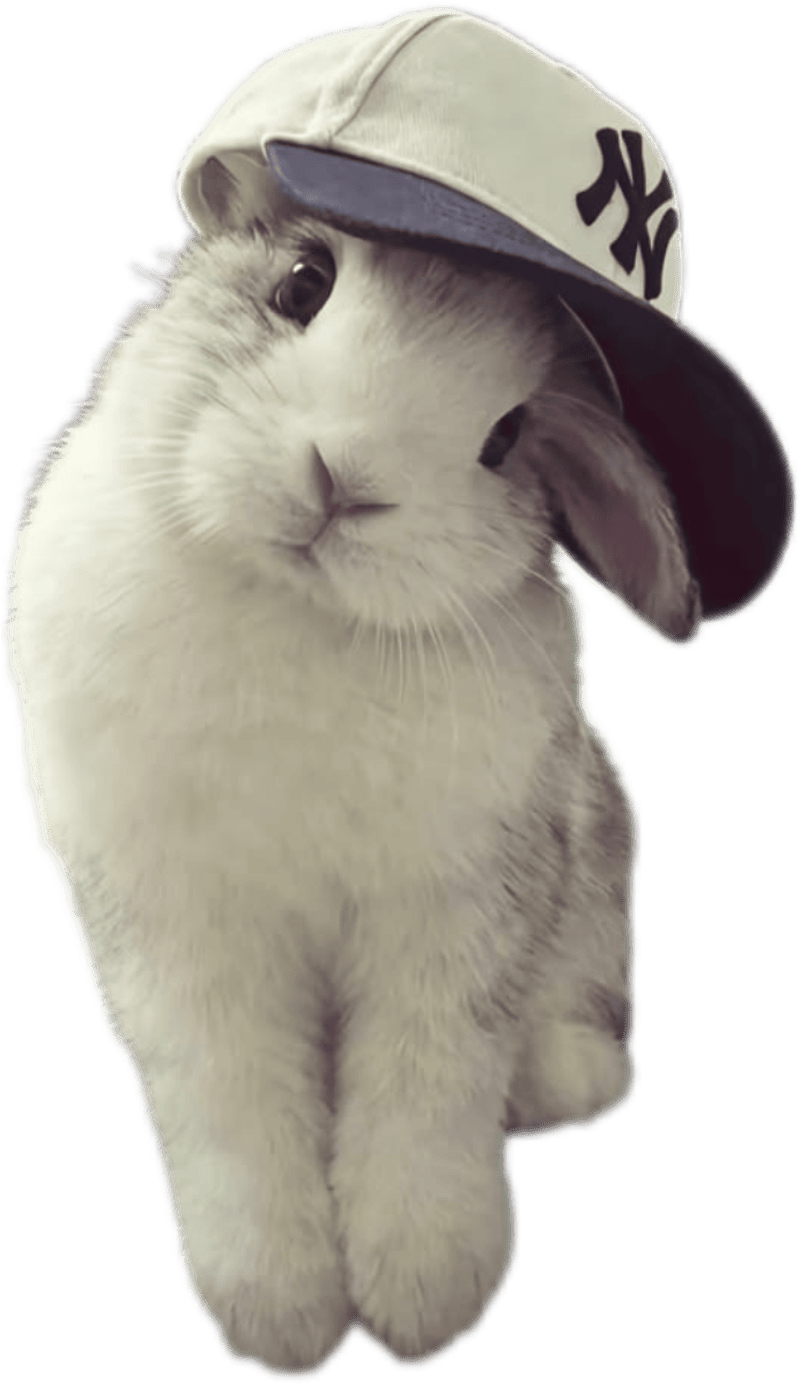 Hình con vật làm sticker cute đội mũ