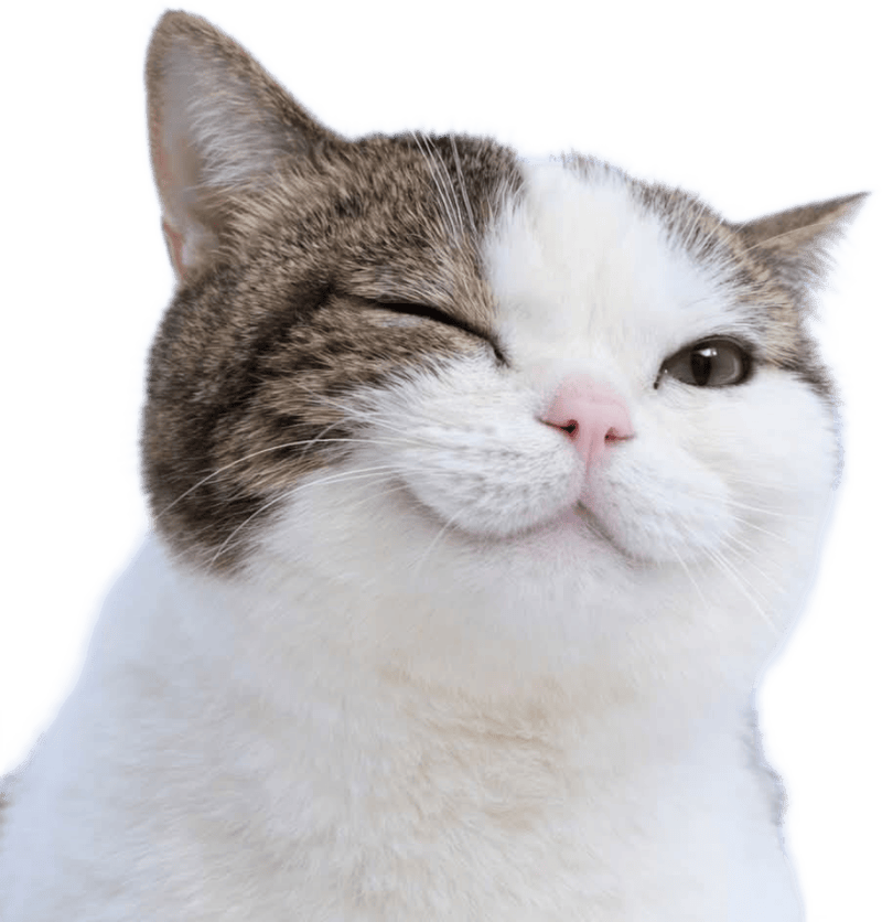 Hình mèo làm sticker cute nháy mắt nhẹ nhàng