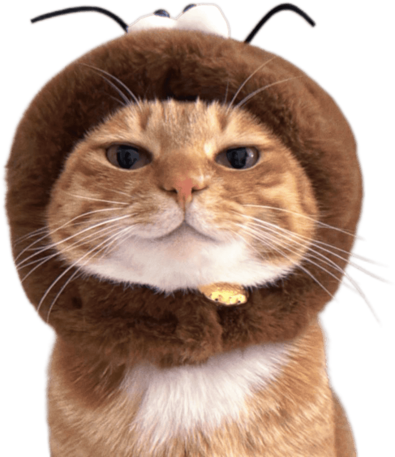 Hình mèo làm sticker cute tròn xoe mắt long lanh