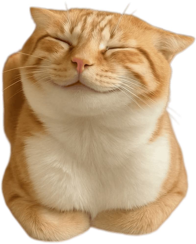 Hình mèo làm sticker hài hước mặt ngáo cực chất