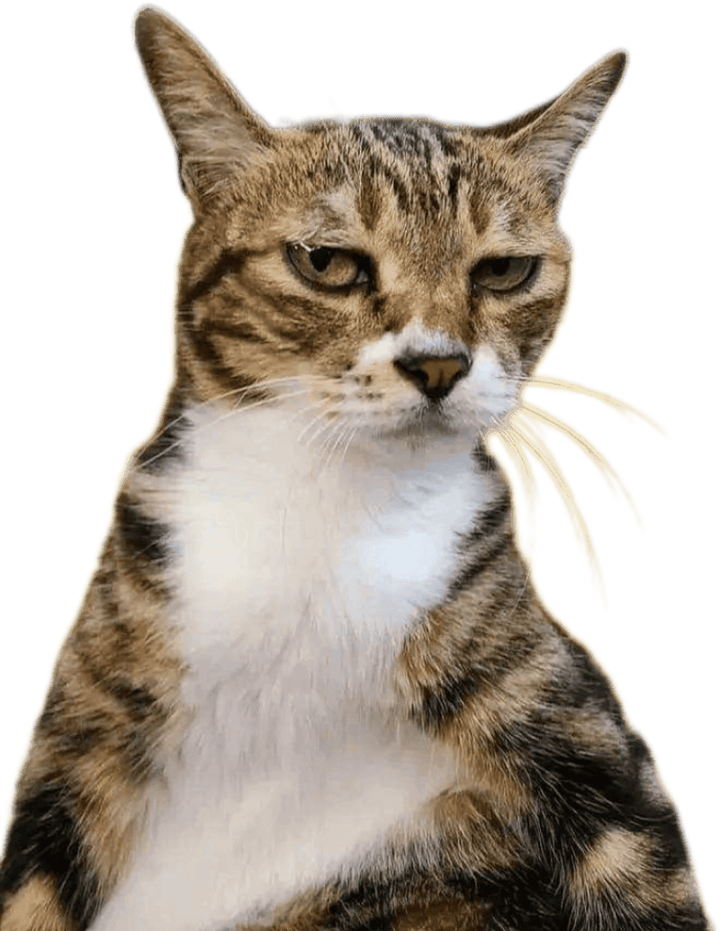 Hình mèo làm sticker vui nhộn năng động