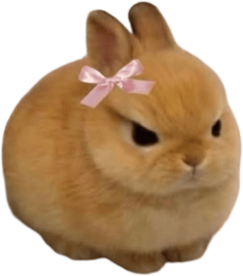 Hình sticker con vật hài hước mặt khó chịu cực mạnh