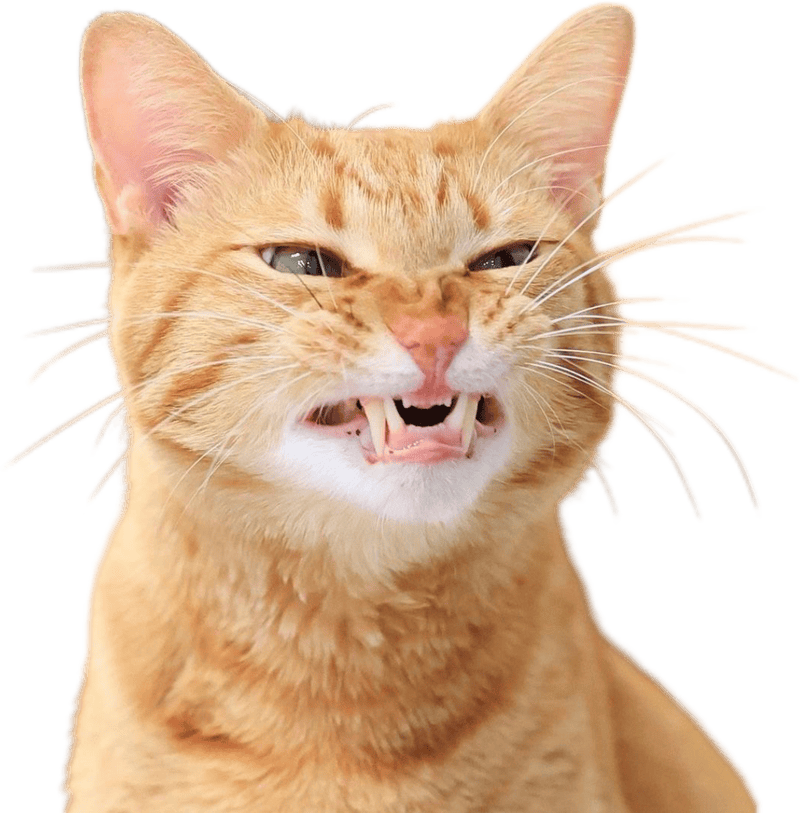 Hình sticker mèo đáng yêu nhe răng