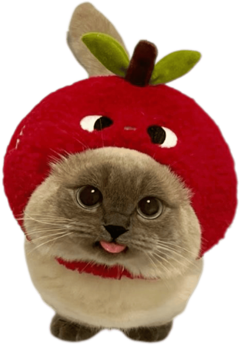 Hình sticker mèo dễ thương đội mũ cà chua