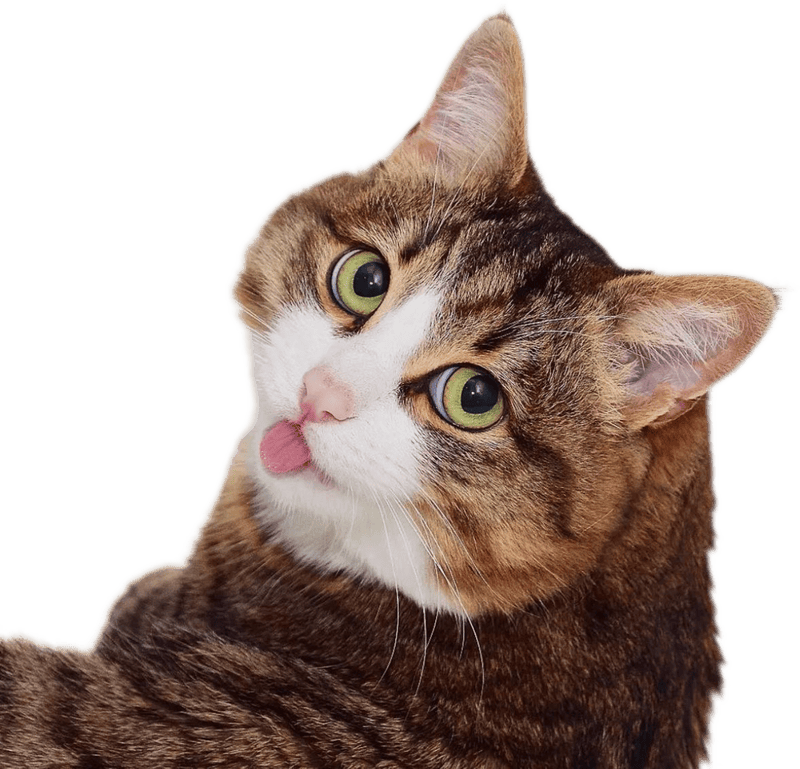 Hình sticker mèo hài hước mặt cực chất