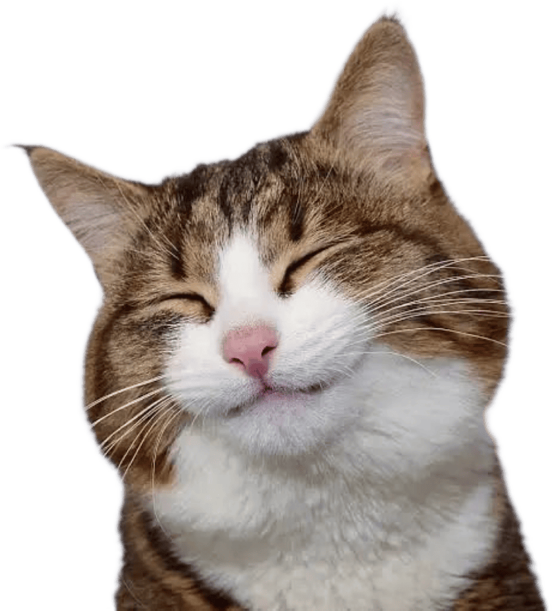 Hình sticker mèo hài hước mặt ngáo cực mạnh