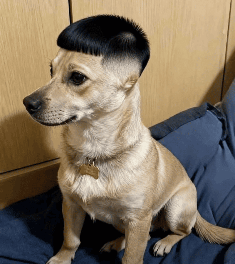 Meme tóc ngắn khiến câu chuyện bớt căng thẳng