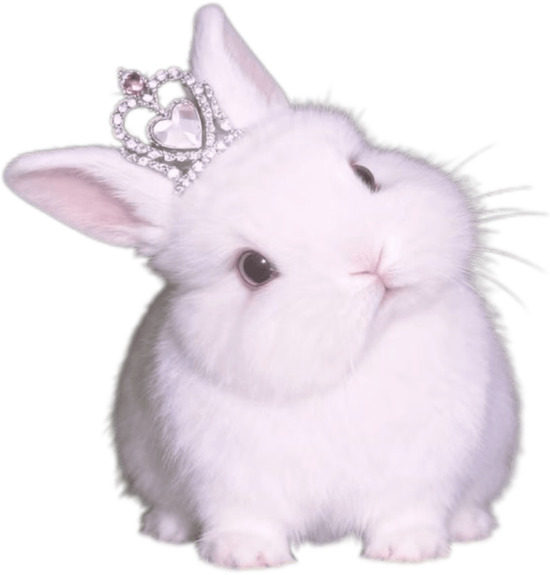 Nhãn dán con vật vui nhộn thỏ trắng dễ thương