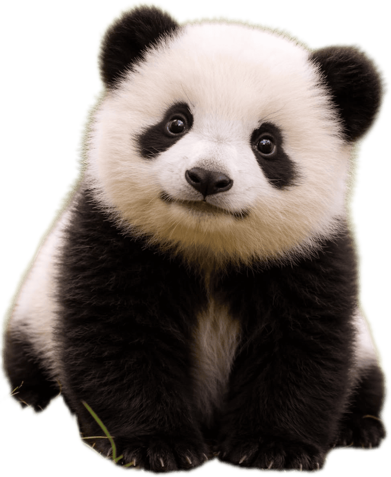 Sticker con vật gấu trúc ngộ nghĩnh cute