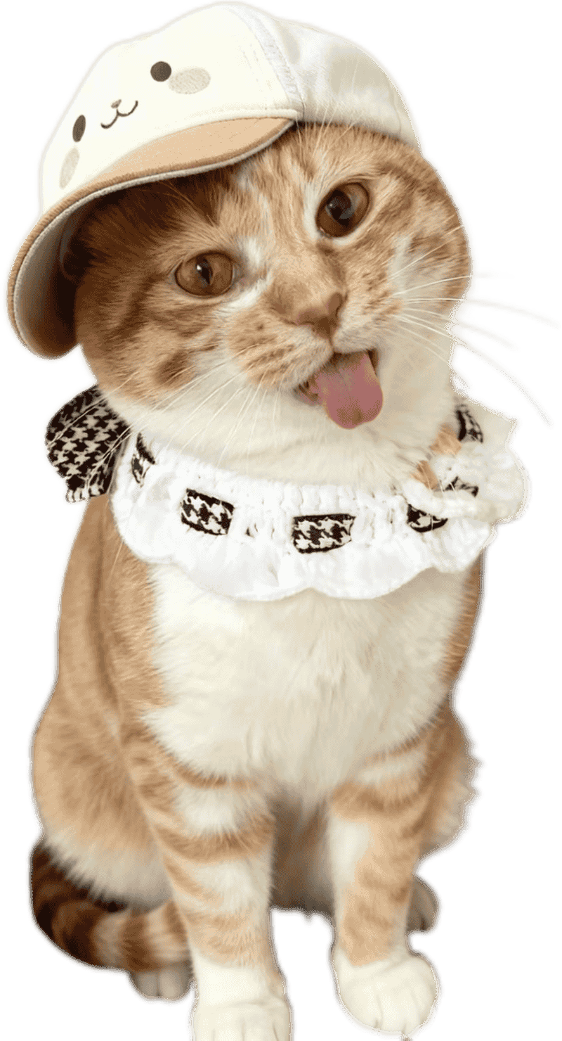 Sticker mèo cute đáng yêu biểu cảm ngộ nghĩnh