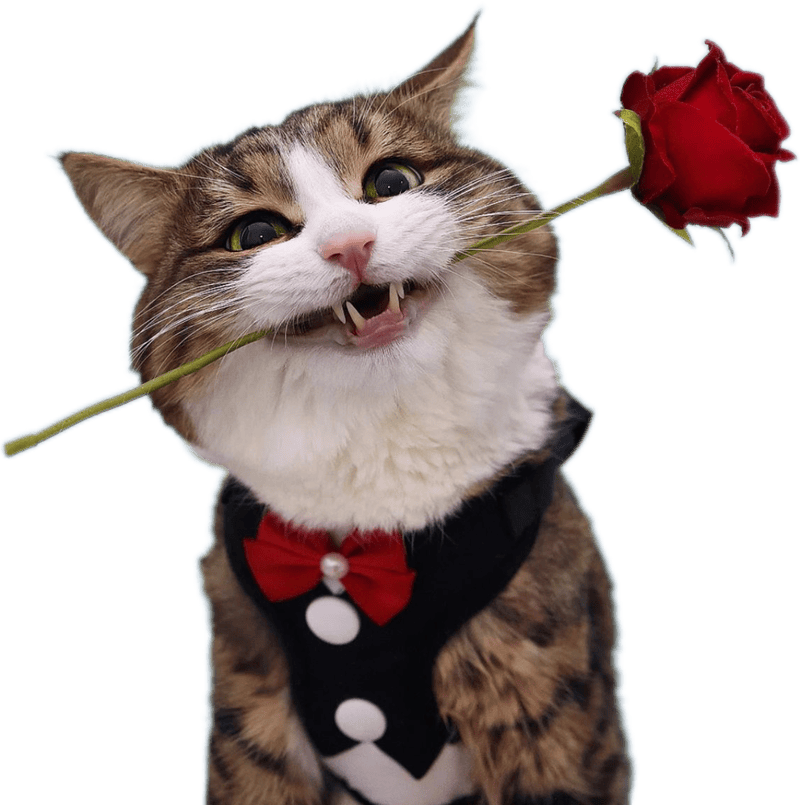 Sticker mèo lầy lội biểu cảm siêu bá đạo