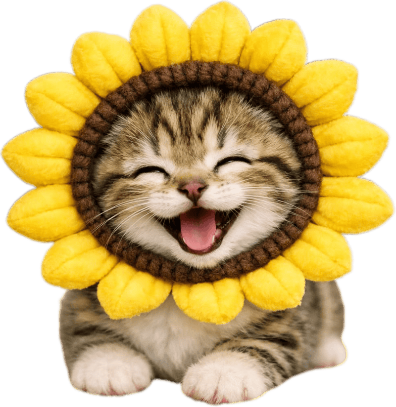 Sticker mèo lười biếng nằm chill cực đáng yêu