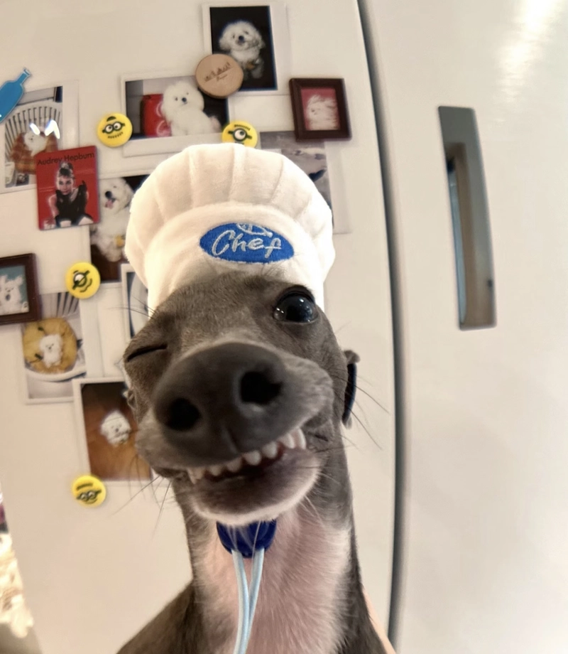 Ảnh meme chó bựa biểu cảm nháy mắt