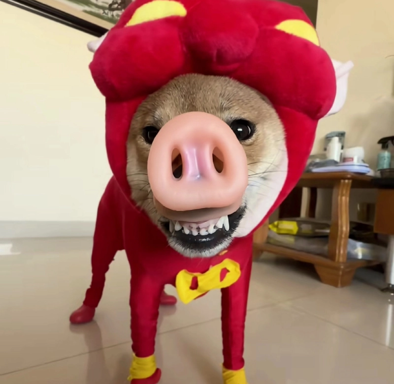 Ảnh meme chó bựa khoảnh khắc troll siêu gắt