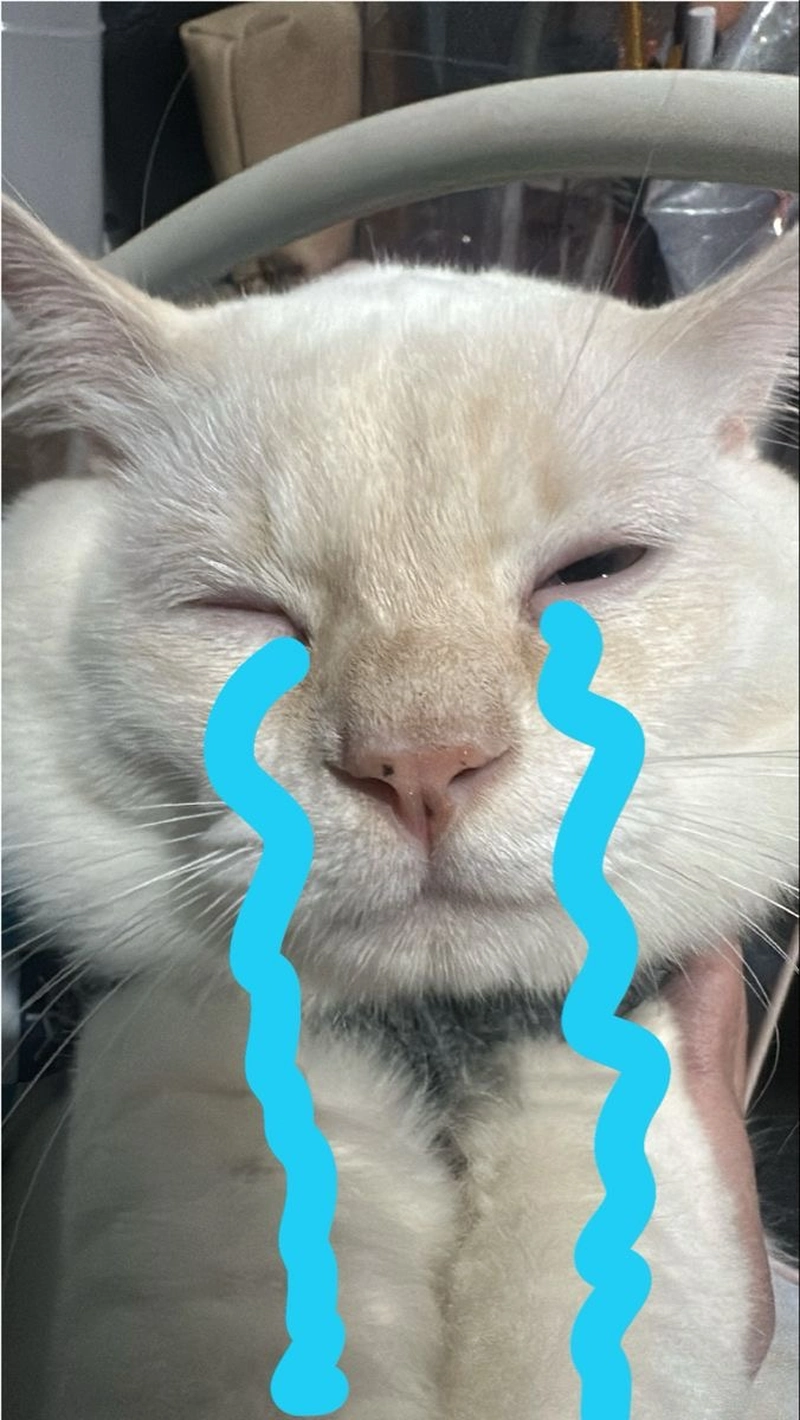 Ảnh meme mèo khóc 2 hàng nước mắt