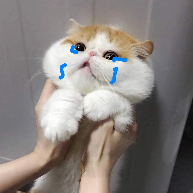 Ảnh meme mèo khóc đang được bế
