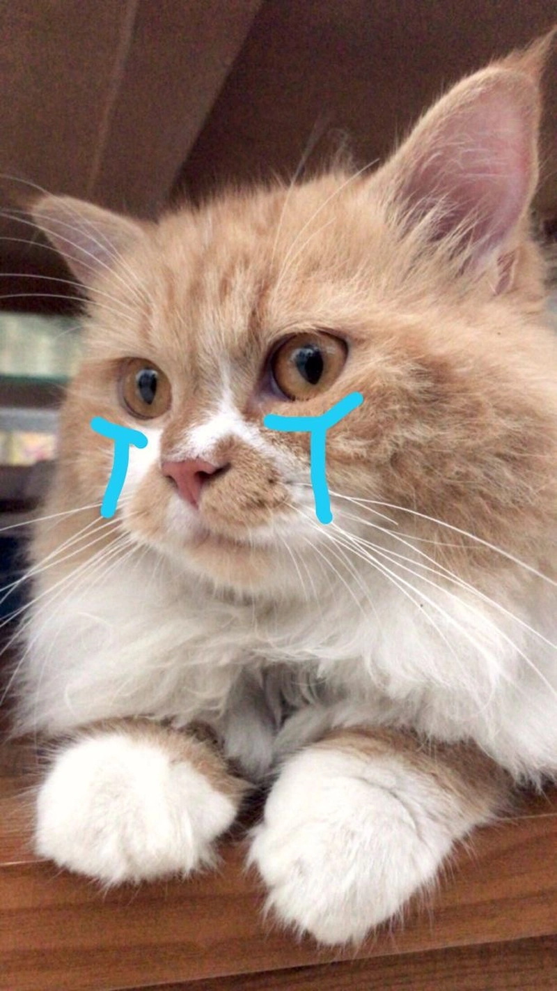 Ảnh meme mèo khóc dễ thương nhất
