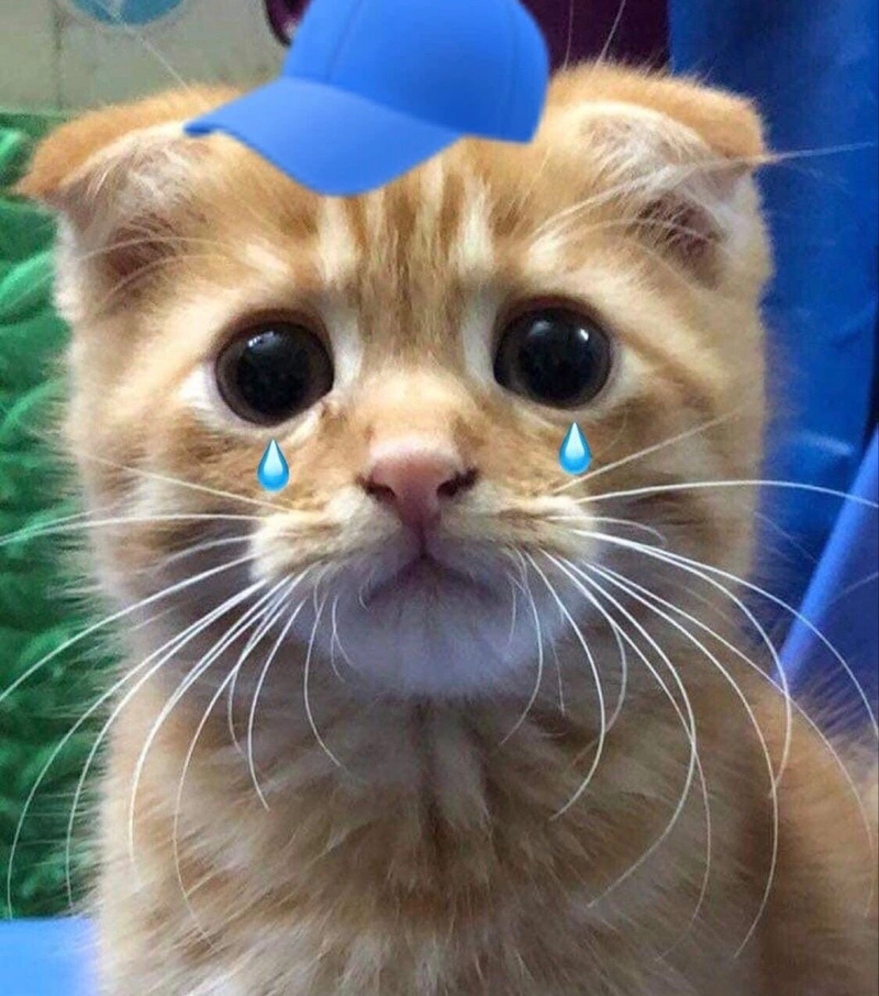 Ảnh meme mèo khóc đội mũ xanh