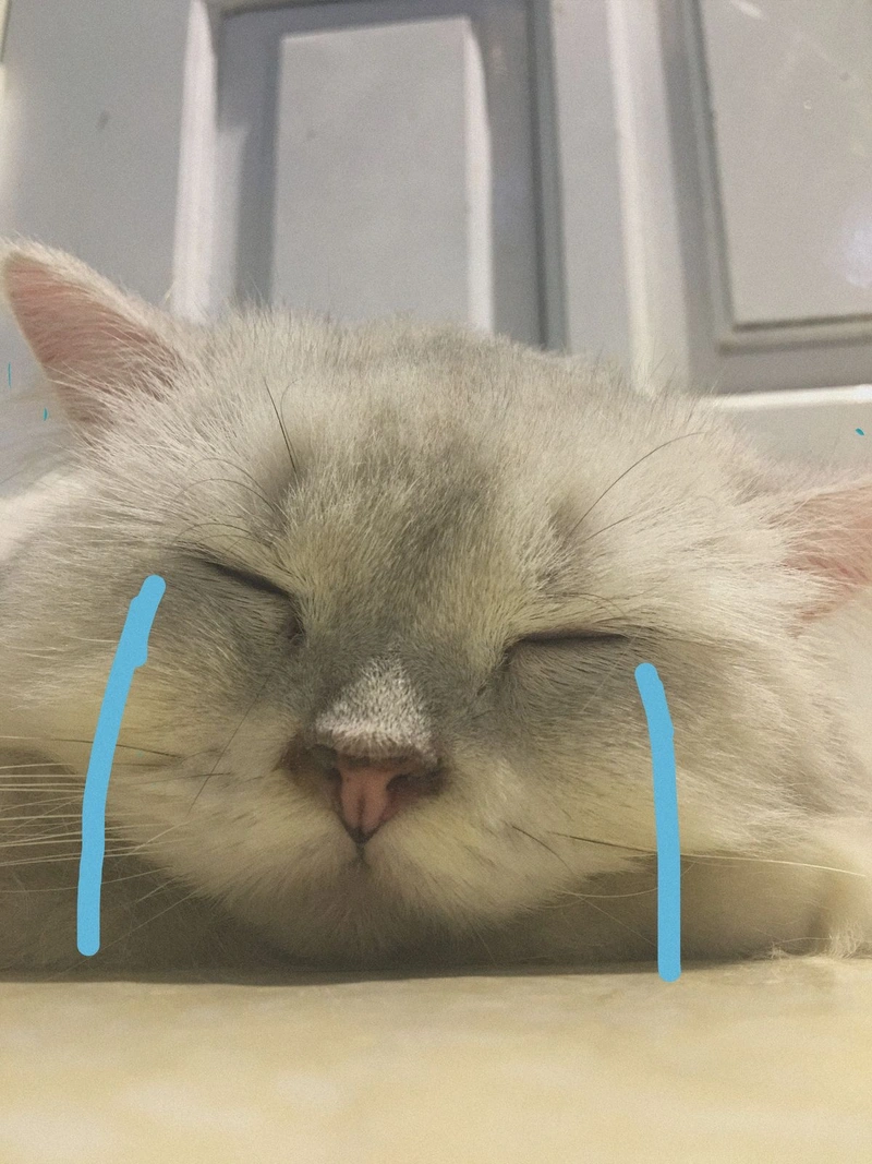 Ảnh meme mèo khóc nhắm tịt mắt
