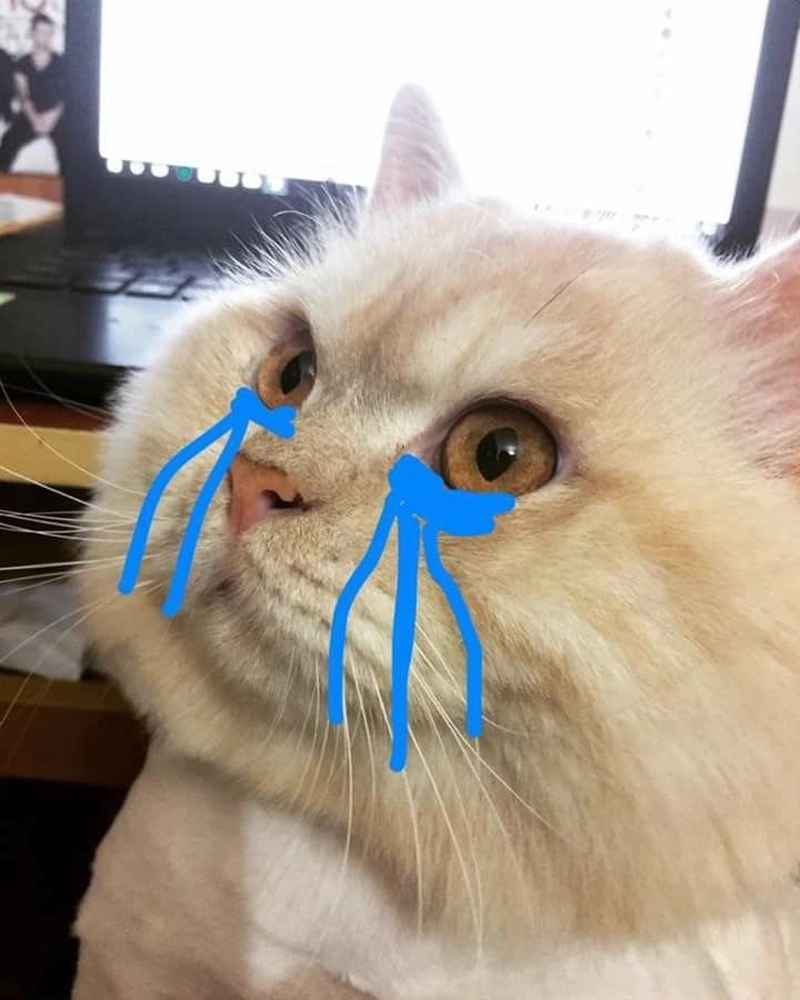 Ảnh meme mèo khóc thần thái buồn cười khó đỡ