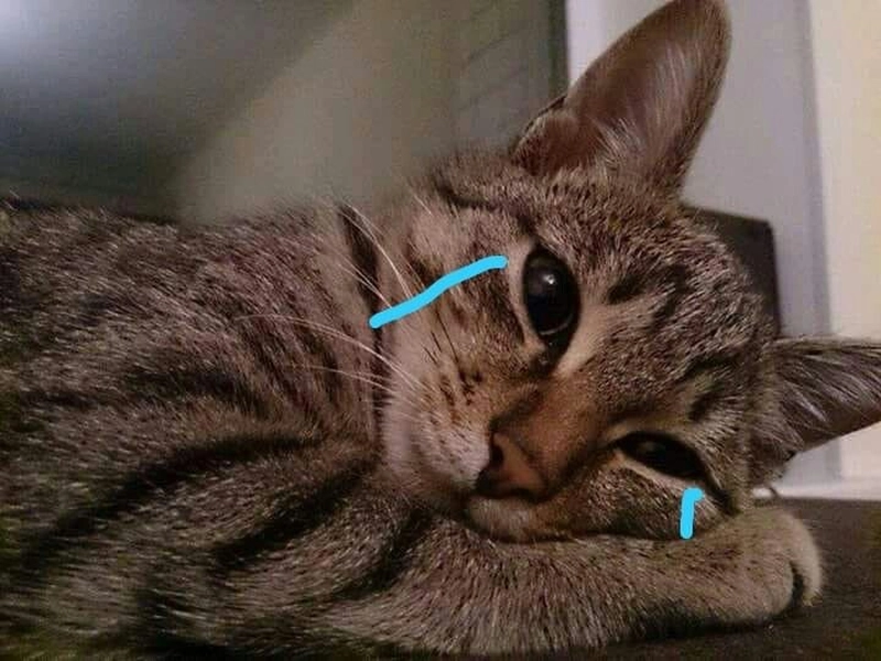 Ảnh meme mèo khóc thần thái thẫn thờ
