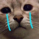 Ảnh meme mèo khóc thumbnail