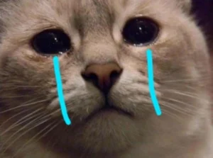 Ảnh meme mèo khóc thumbnail