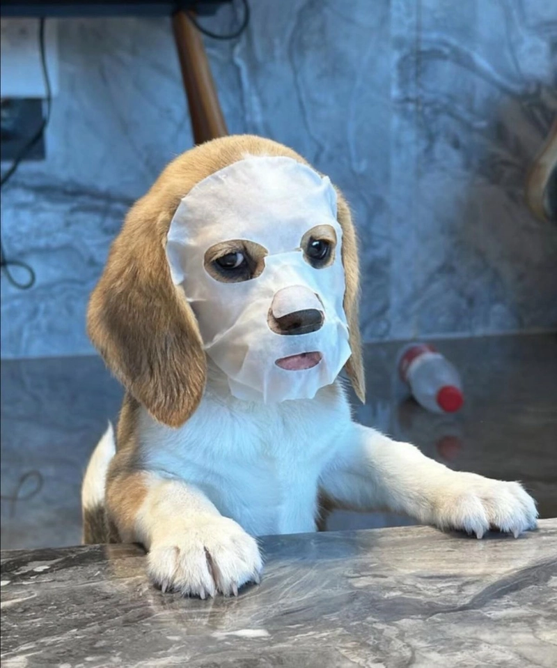 Hình ảnh meme chó bựa ánh mắt long lanh