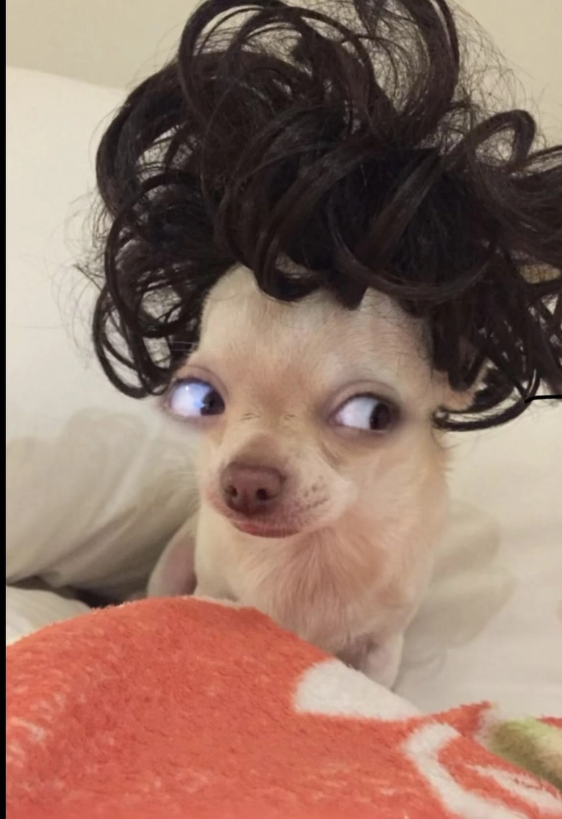 Hình ảnh meme chó bựa biểu cảm không thể đỡ