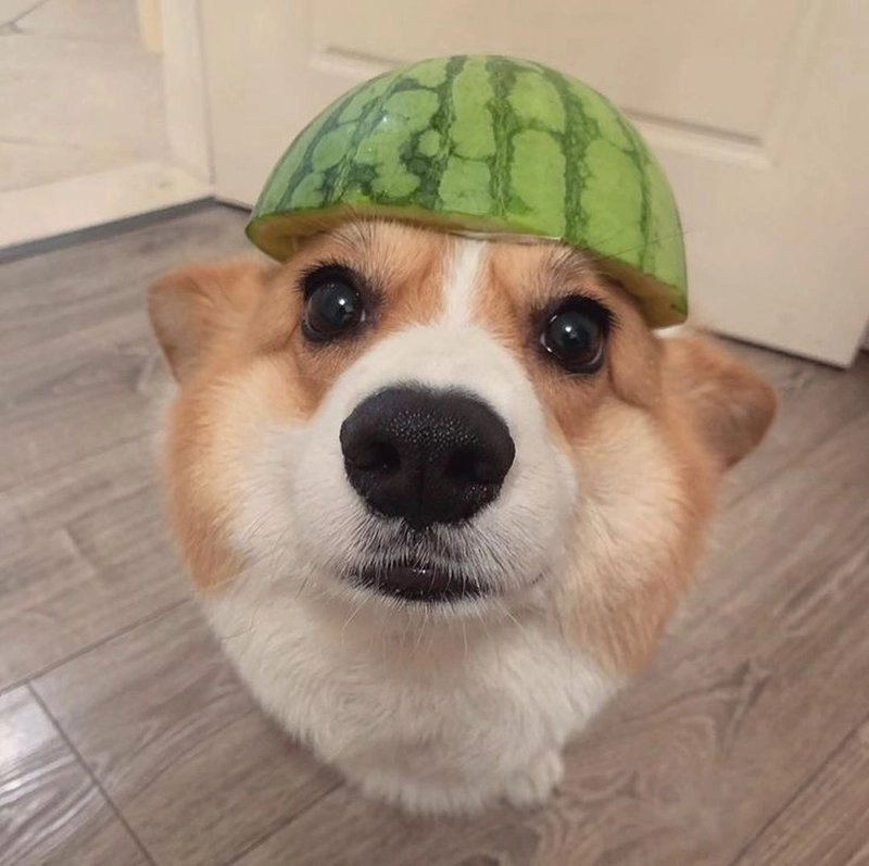 Hình ảnh meme chó bựa đội mũ dưa hấu