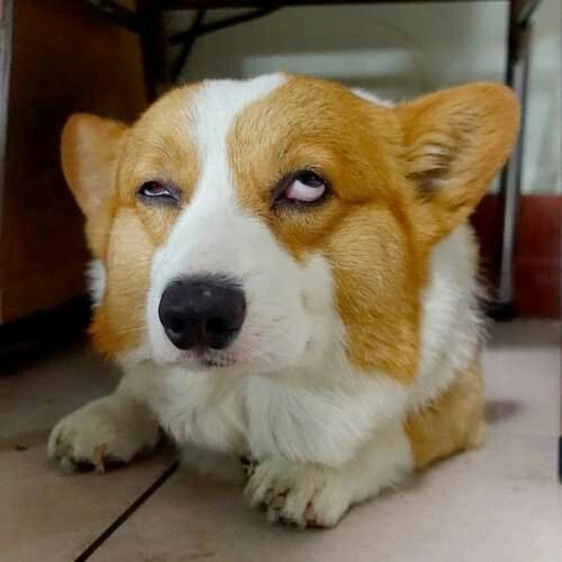 Hình ảnh meme chó bựa mắt lé