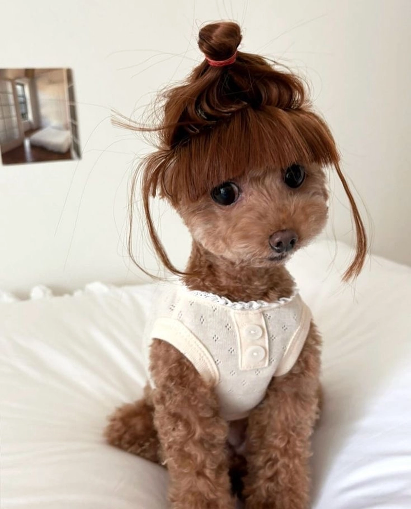 Hình ảnh meme chó bựa mặt ngáo cực mạnh