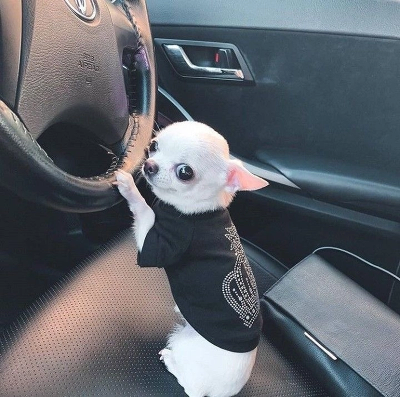 Hình ảnh meme chó bựa style hài khó nhịn cười