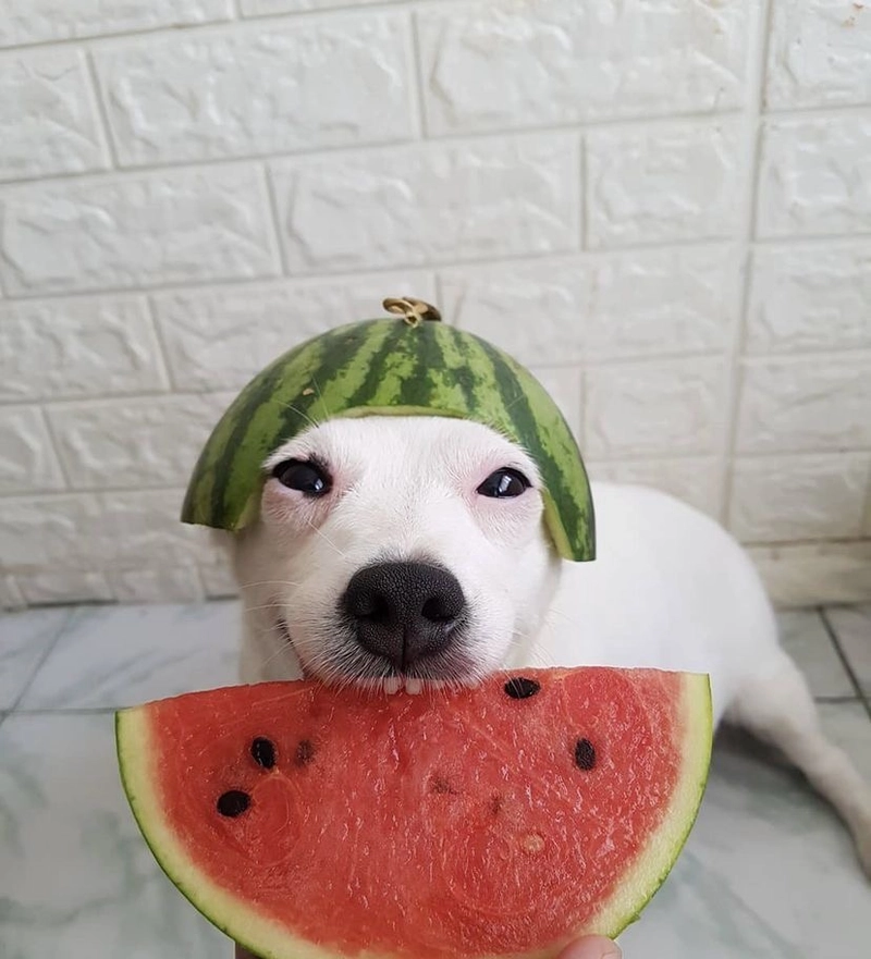Hình ảnh meme chó đội quả dưa hấu