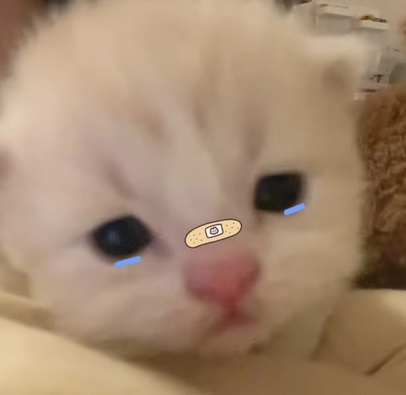 Hình ảnh meme mèo khóc ánh mắt long lanh
