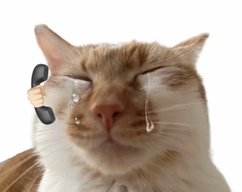 Hình ảnh meme mèo khóc buồn mà hài