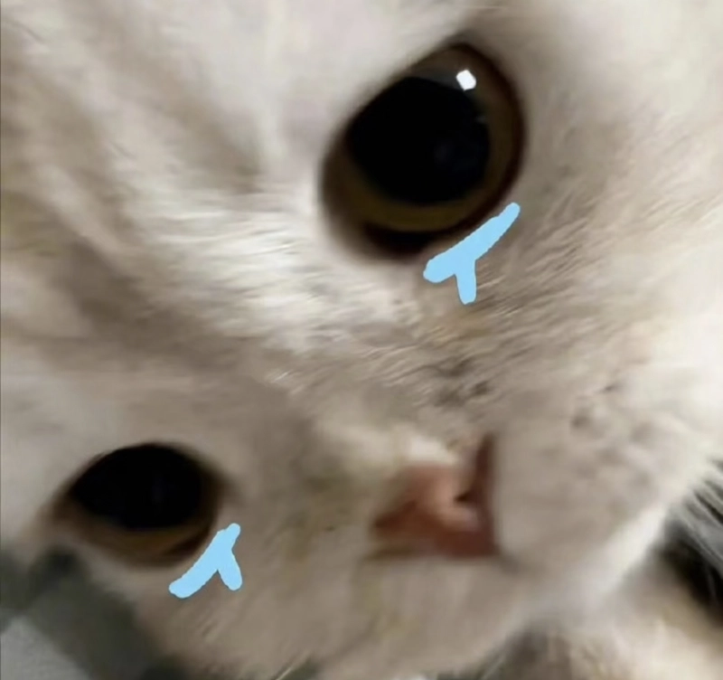 Hình ảnh meme mèo khóc khoảnh khắc buồn hiu