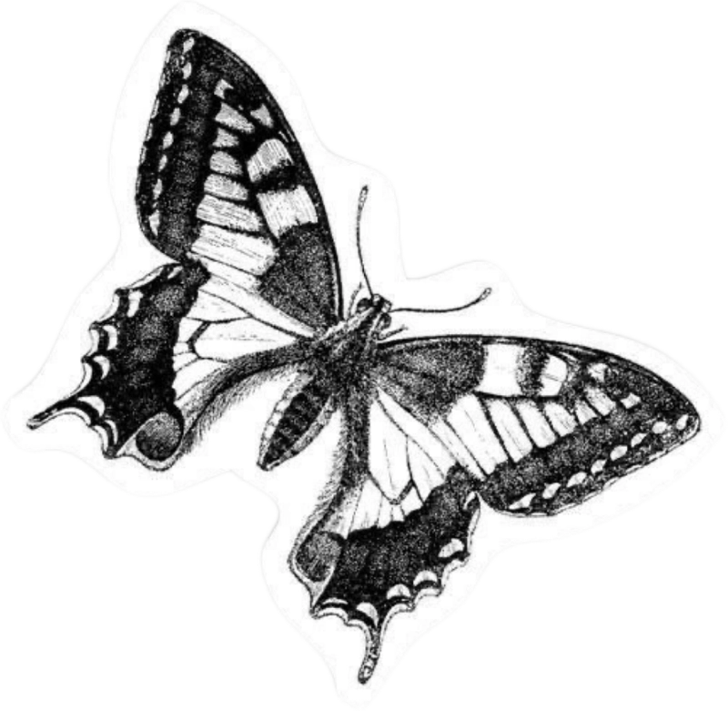 Hình ảnh sticker con bướm trắng đen cute