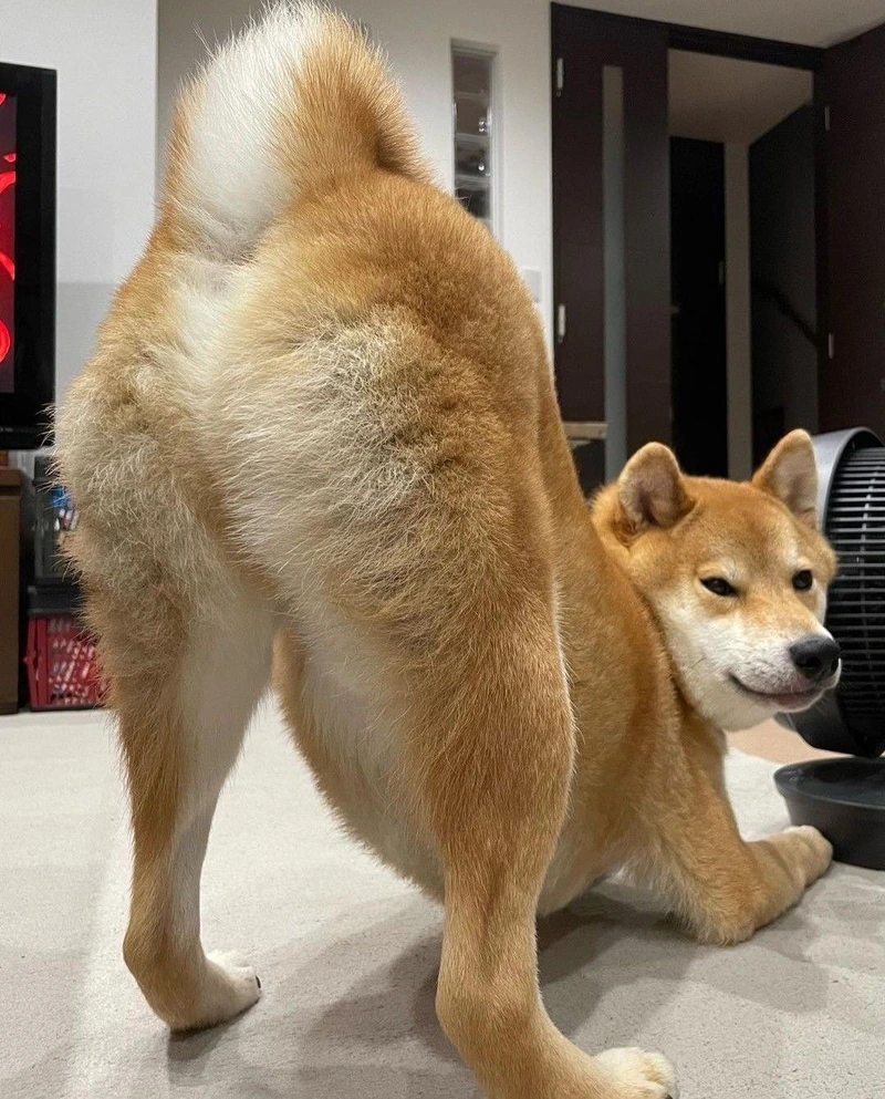 Hình meme chó bựa chổng đít hài