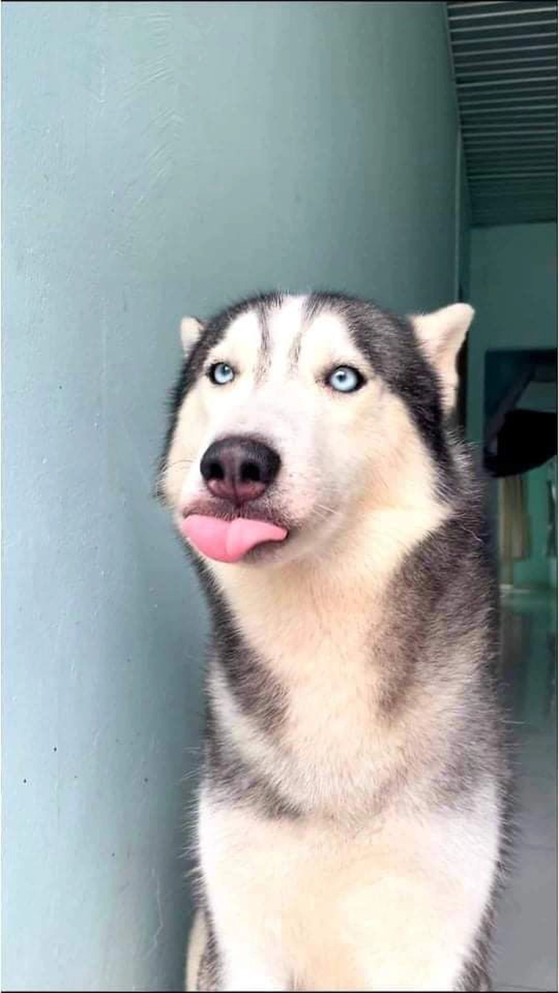 Hình meme chó bựa gương mặt ngáo ngơ