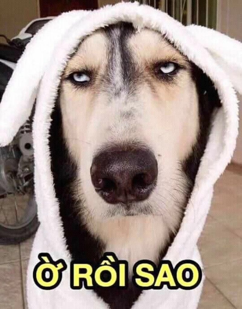 Hình meme chó bựa vibe lầy lội vui nhộn