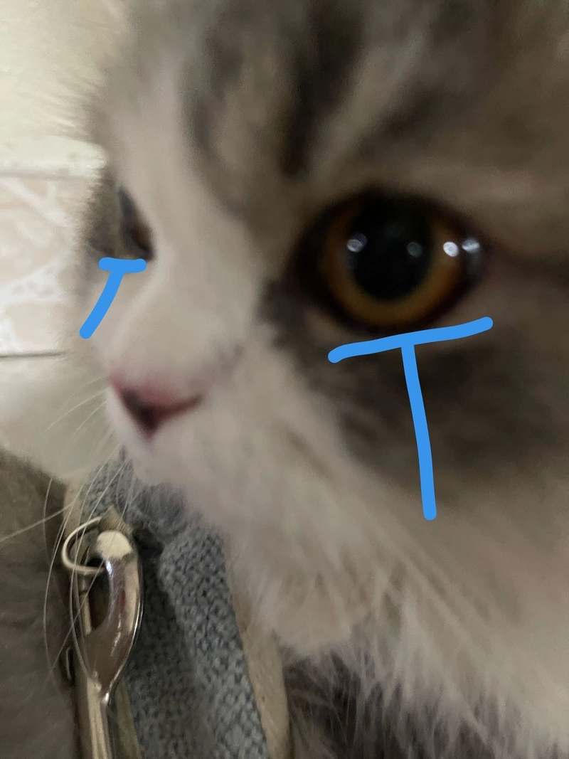 Hình meme mèo khóc đáng thương cute