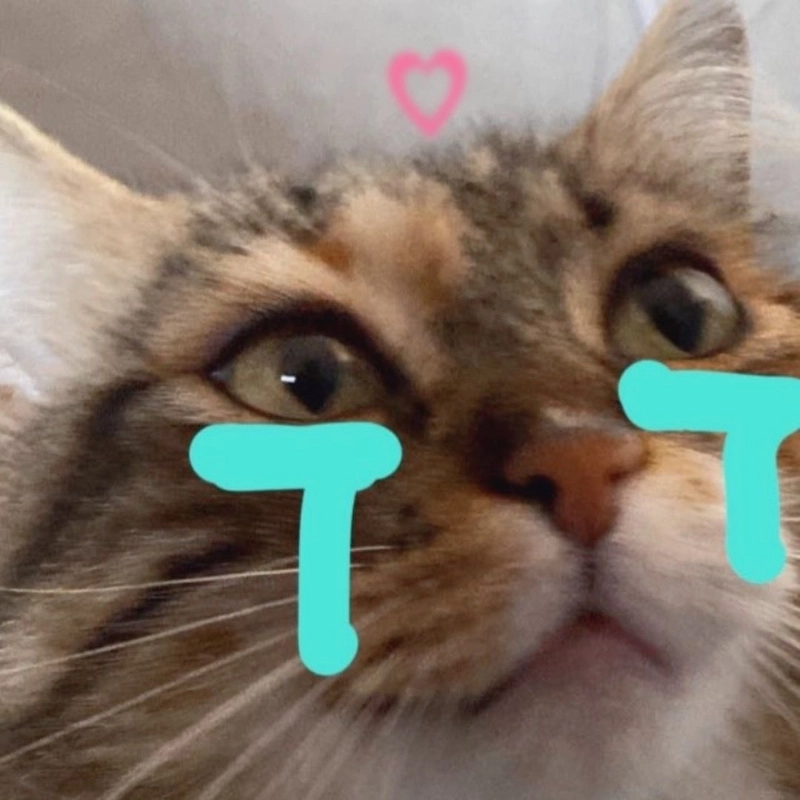 Hình meme mèo khóc huhu cực yêu