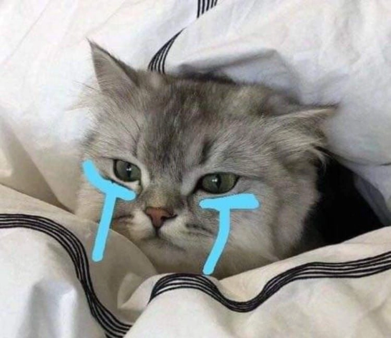 Hình meme mèo khóc khoảnh khắc đáng thương hài hước