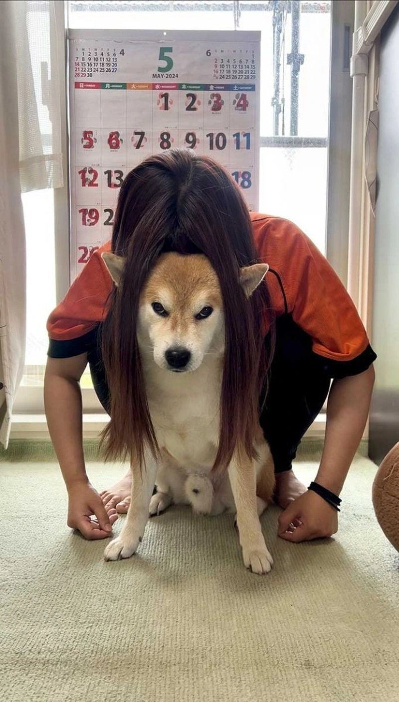 Meme chó bựa biểu cảm mặt căng cực